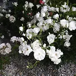 White And Blue Mesimvria (Evros)