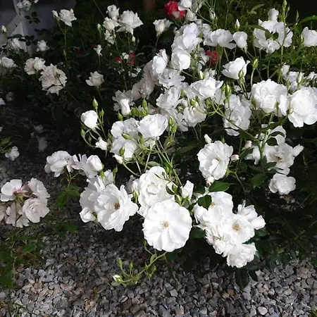 White And Blue Mesimvria (Evros)